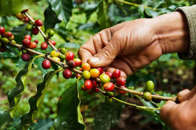 C'est quoi le café?